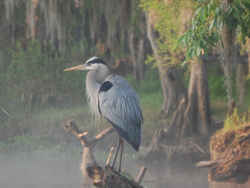 Blue Heron