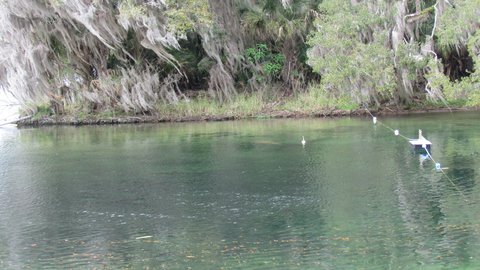 Blue Springs a hurt manatee with a tracker float attached
