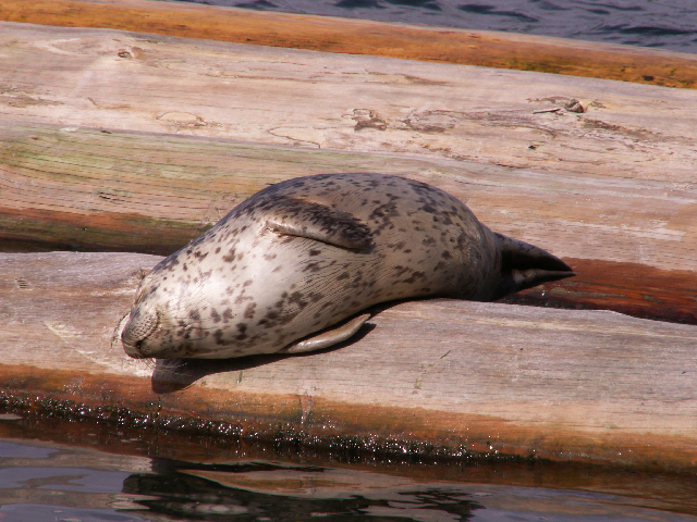 Blueberry Bumpkin Sunning Himself