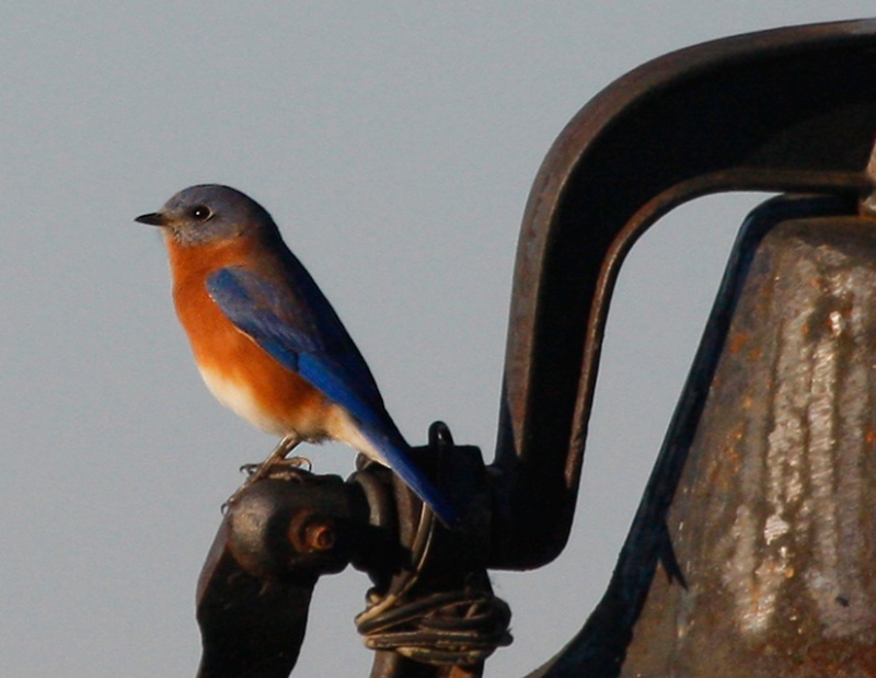 Bluebird graces bell on the Tennessee River Fall morning.