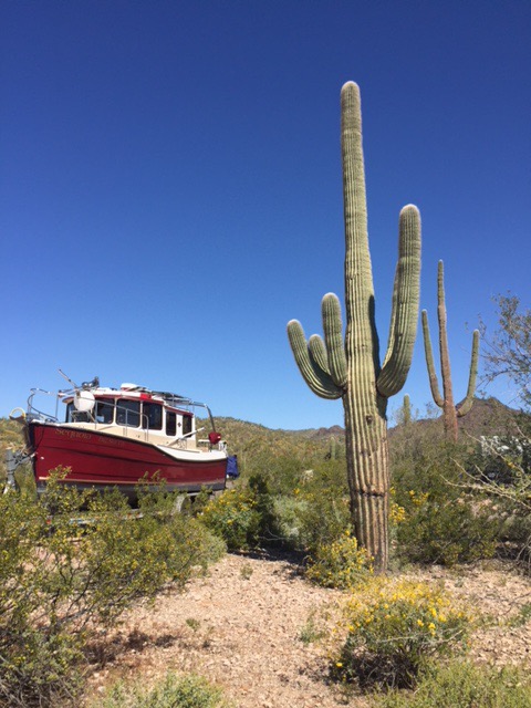Boaterhoming with Sequoia in 2016 camped at Organ Pipe National Monument on the way back from Mexico