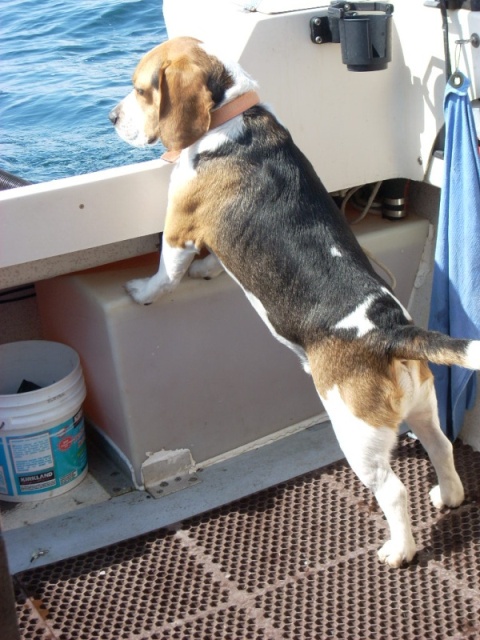 Bodie on the hunt for fish