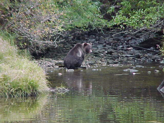 (BOMBERO) 
grizzly  eating dog salmon

  he does not like me competing for his dinner
....or maybe he wants to snack on my dog, panda
   think i'll stay in bombero for now
":O)