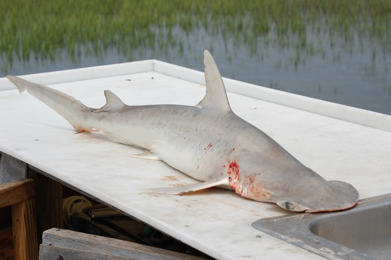 Bonnethead Shark