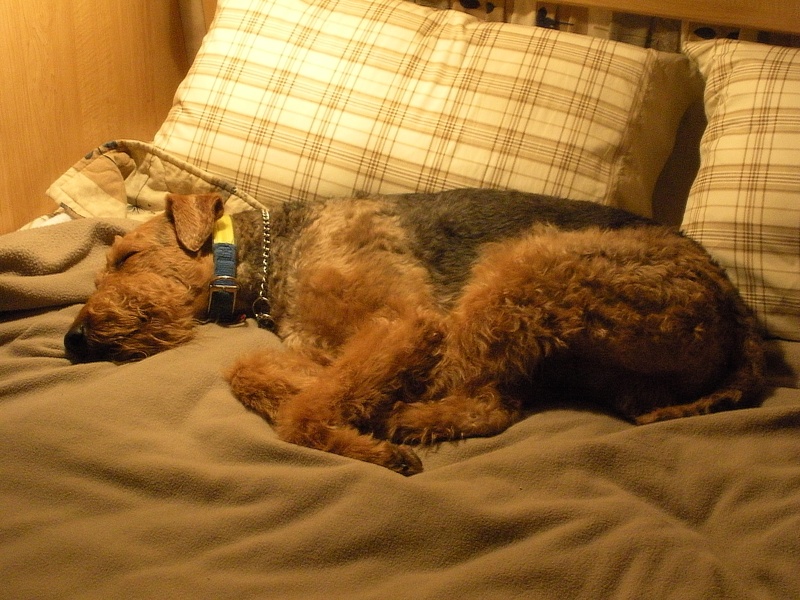 Boomer after a long day of hiking!  Sleeping on "his" bed!