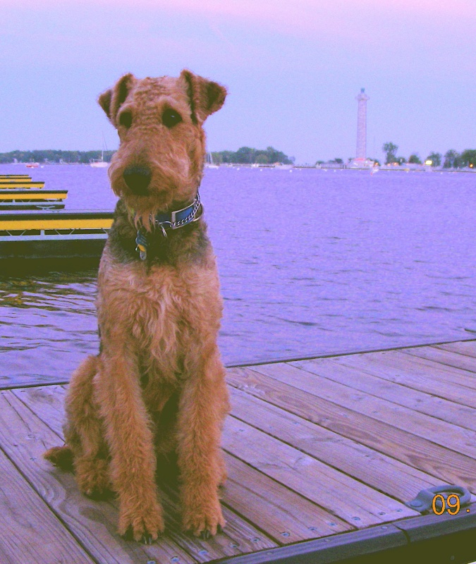 Boomer / Perry's Monument in the background / Put-in-Bay, South Bass Island, Lake Erie