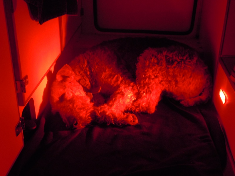Boomer sleeping.  Lighting from courtesy LED's mounted at floor level.
