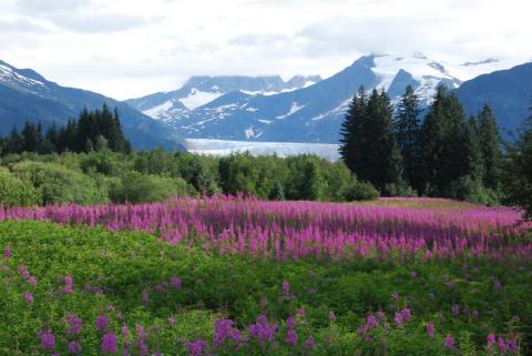 Brotherhood Park, Mendenhall Glacier, morning