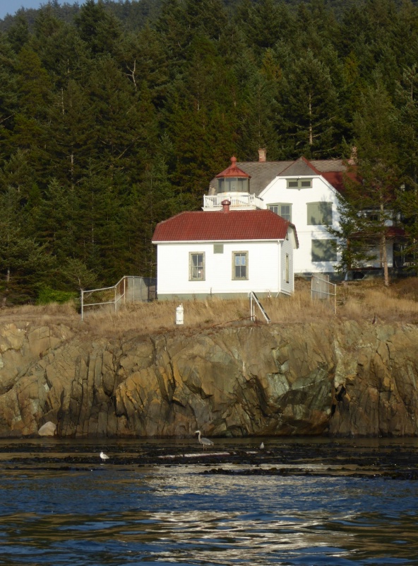 Burrows Island Lighthouse, Herron standing on kelp below.