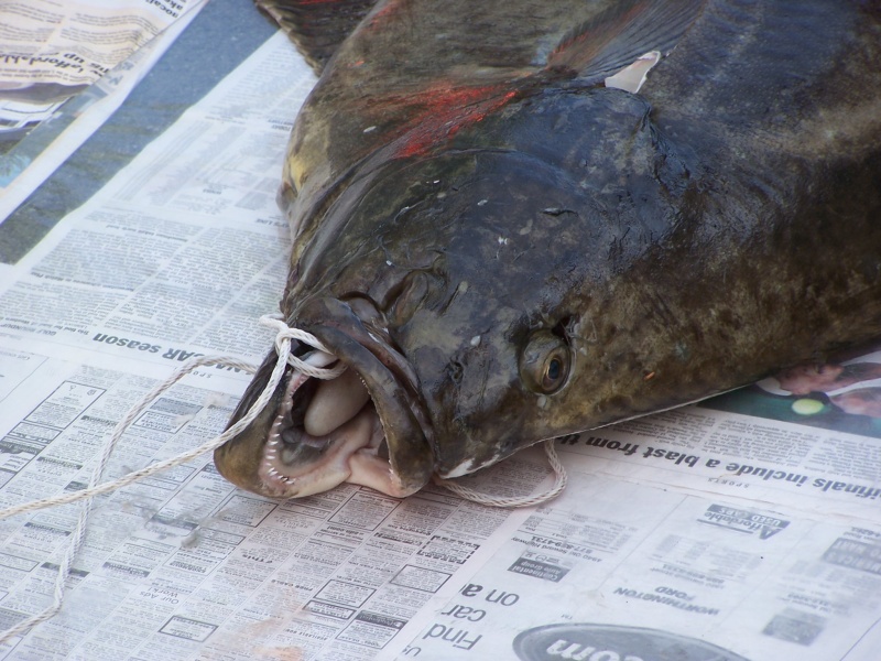 (C-Biscuit) Can a dead fish say "Ouch"?