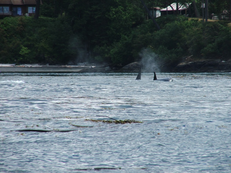 (c-dancer) One more orca pic