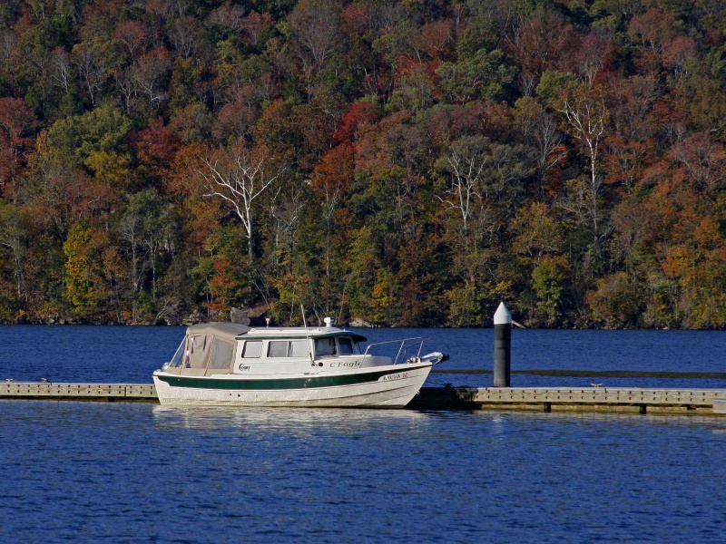 C Eagle at Hales Bar Marina