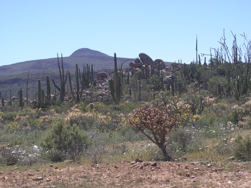 Cacti and large rocks from volcanic eruption