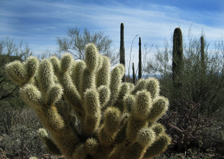 cactus2