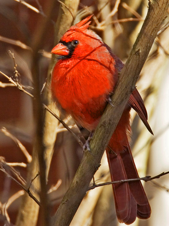 Cardinal beauty