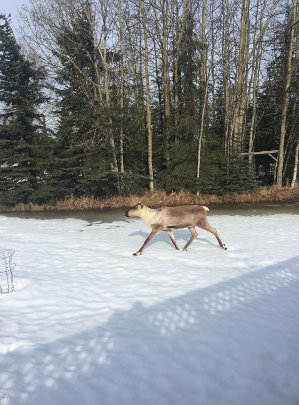 Caribou
