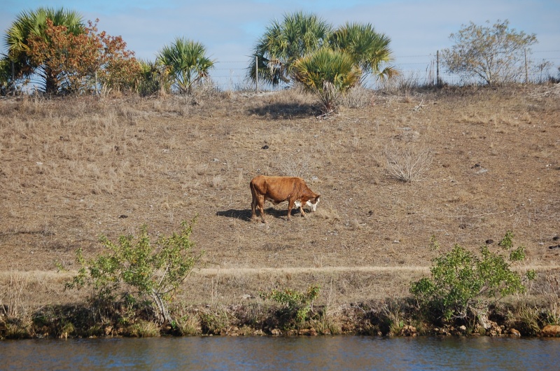 Cattle grazing on Levy