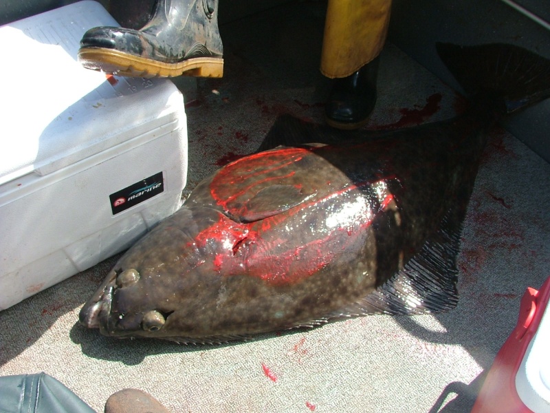 Caught 2 Halibut at the same time at Chicken Ranch off the coast of Newport but can only keep 1 a day.