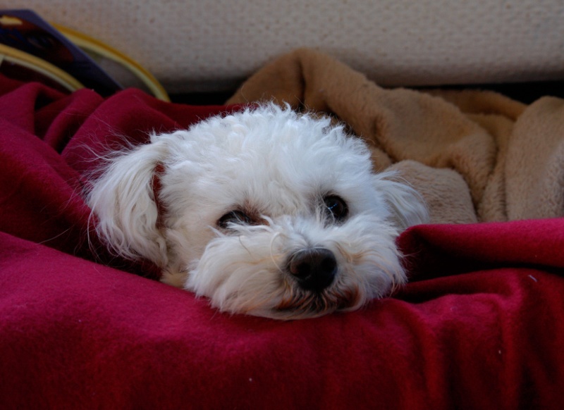 Chester-Laxing-