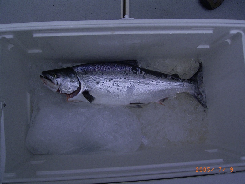 Chinook Salmon