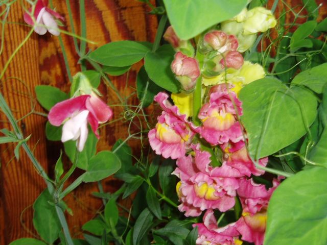 Close up of snapdragons and sweetpea.