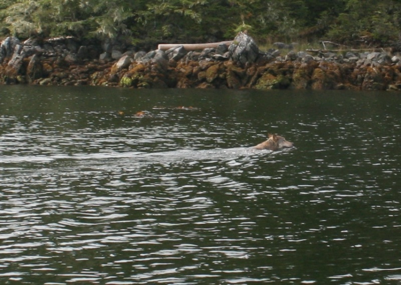 Coastal Wolf in Queen Charlotte Sound. We saw 2 wolf's swimming together ahead of us that day. They swim very fast, you can see by the wake behind it. The one ahead of this large adult was that year's pup and it had made it to shore before this adult.
