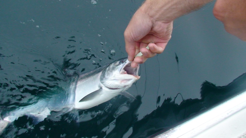 Coho fishing is good