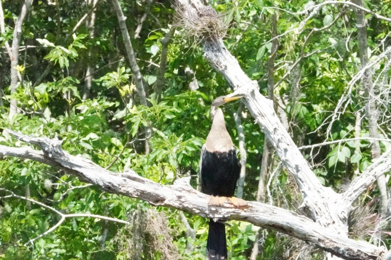 cormorant