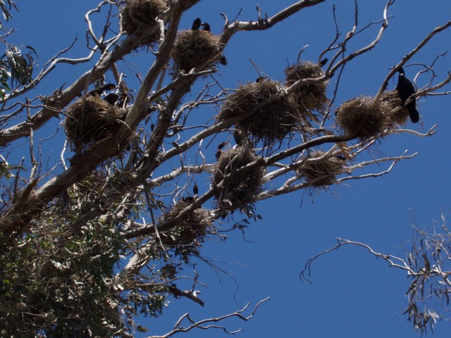 Cormorants' nesting grounds