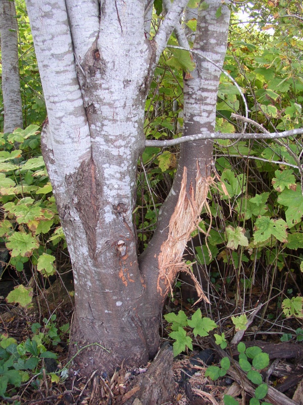 Cougar scratching post
