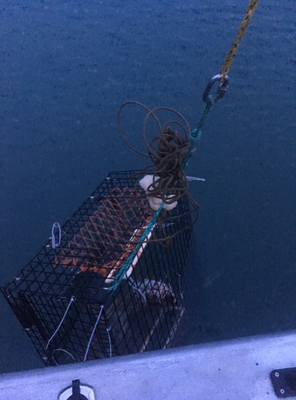Crab pot with what turned out to be (800'later)some ones lost shrimp pot of old.(no shrimp season for the last 25?yrs)