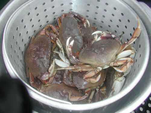 Crabs.jpg