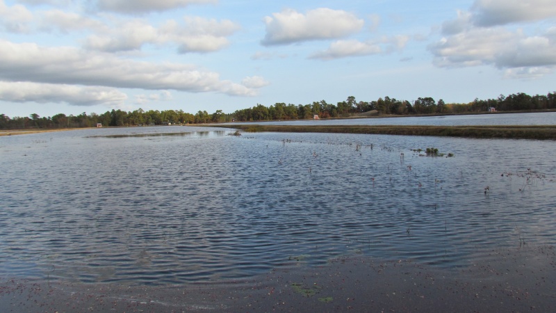 Cranberry bog just flooded