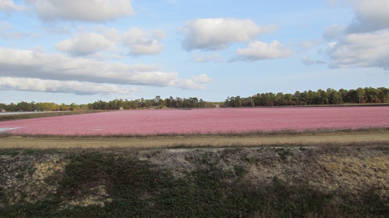 Cranberry bog with the berries floating after they have had the machines thrash them loose