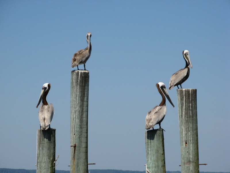 Cruising company