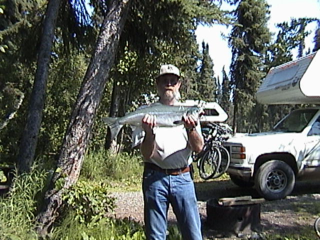 (Cygnet) Pink Salmon,  Soldotna Alaska