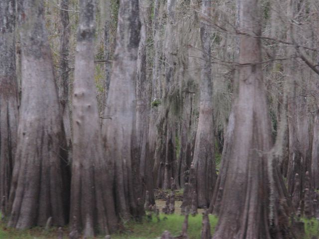 Cypress Swamp around Deep Creek