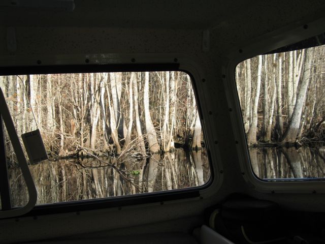 Cypress swamp surrounds the Ocklawaha
