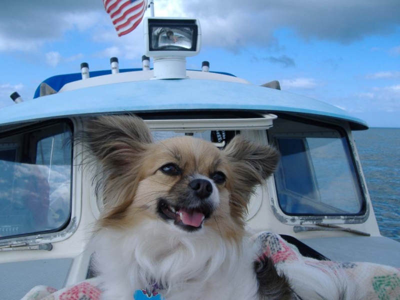 Daisy Sunning on the Front Hatch