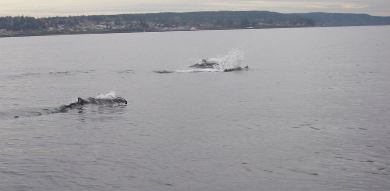 Dall's Porpoise
