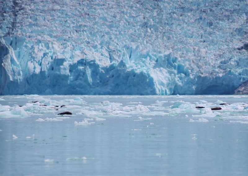 Dawes Glacier face with seal moms and pups in foreground