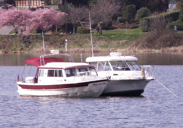 Daydream and Trophy and Cherry Blossoms 4-5-09
