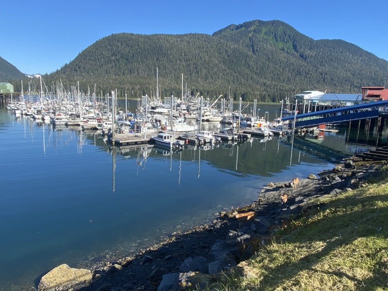 Deer at Petersburg marina