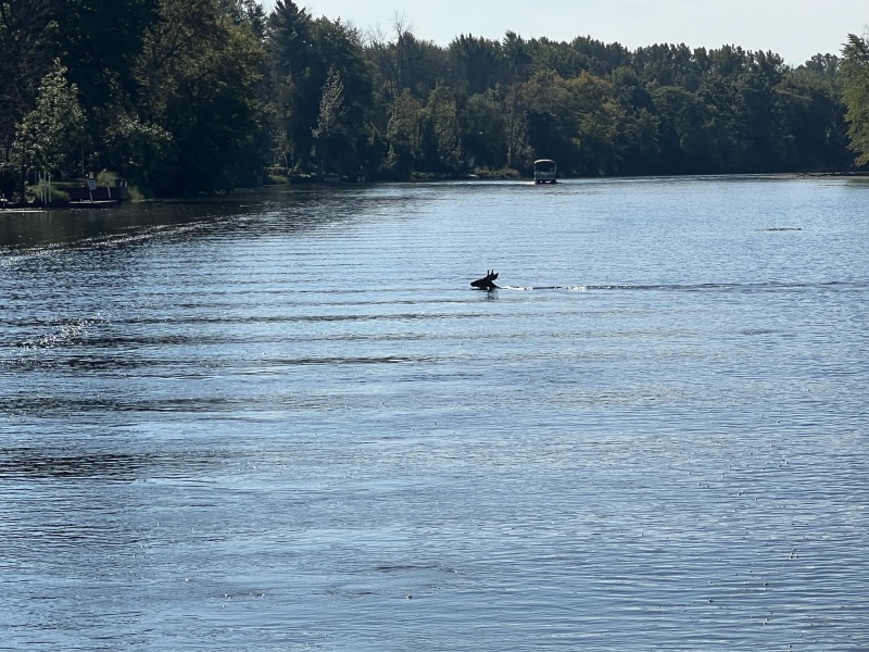 Deer swimming across the Erie Canal