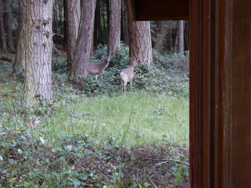 Deer