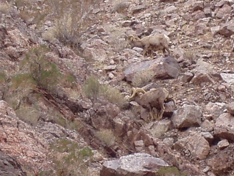 Desert Big Horn Sheep at Lake Mohave