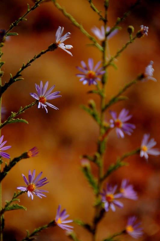 Desert flowers.