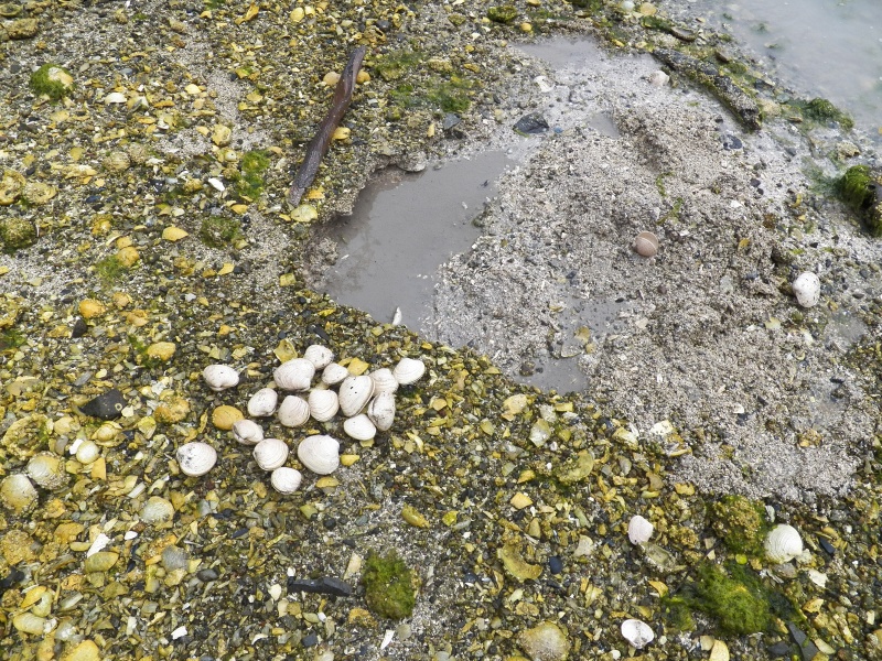Digging clams for lunch using the  aboriginal implement shown at the top of the photo.