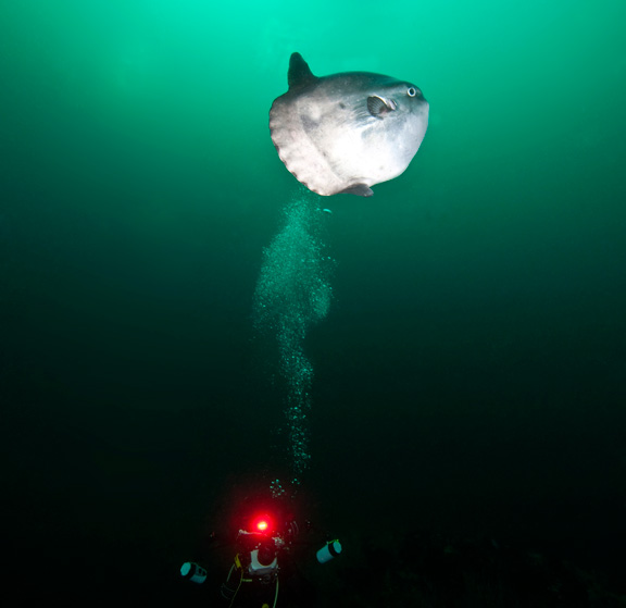 diver-Mola-mola phil-garner