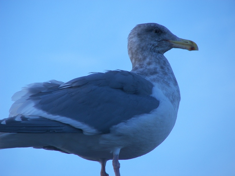 Dock Warden up close.